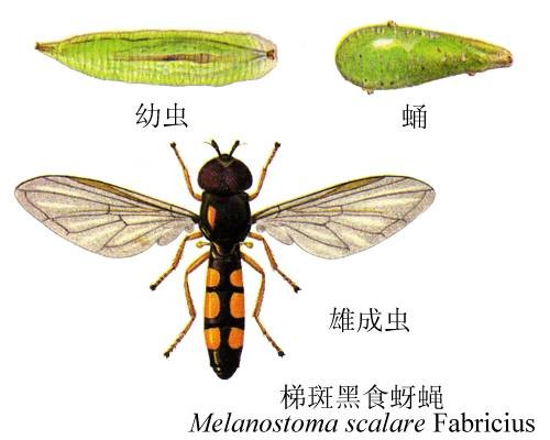 梯斑黑食蚜蝇