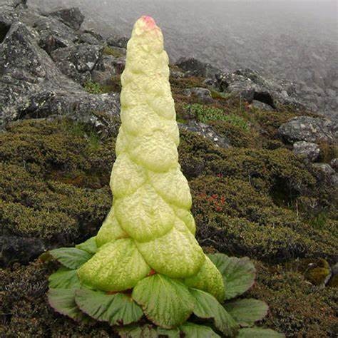 塔黄（蓼科大黄属植物）