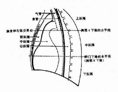 膈（人体部位名）