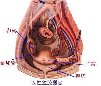 盆腔结核
