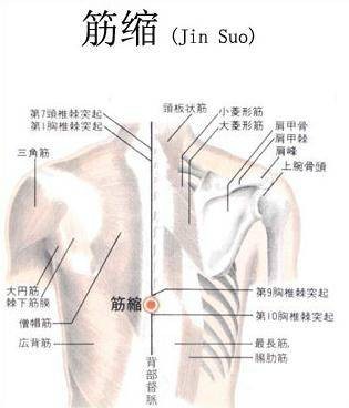 筋缩穴