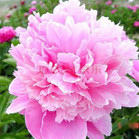 春阁(芍药科芍药属植物)