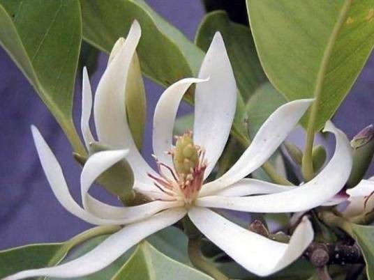 白兰（木兰科含笑属植物）