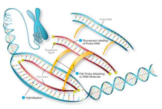 DNA-RNA杂交