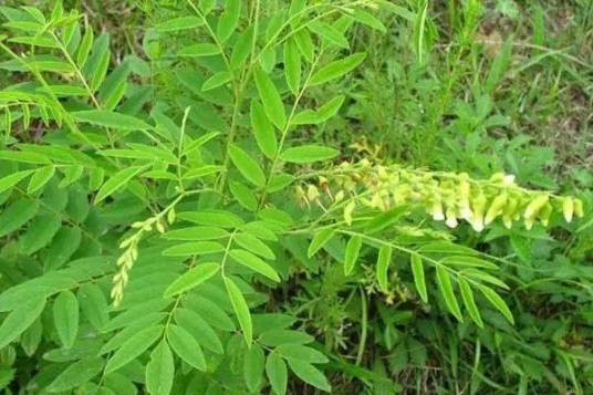 苦参(豆科槐属植物)