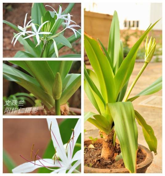 文殊兰（石蒜科文殊兰属植物）