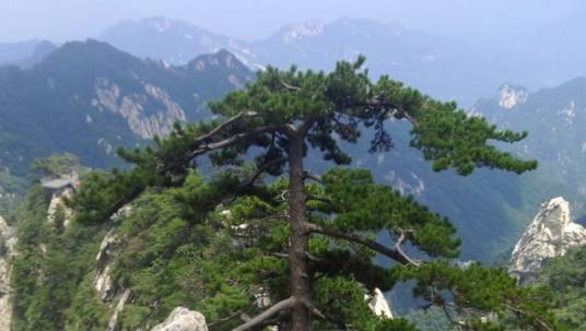迎客松（河南尧山风景名胜区著名松树景点）