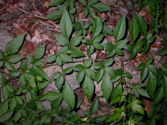 乌蔹莓（葡萄科乌蔹莓属植物）