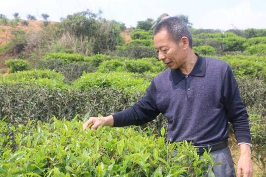 林雄（广东省汕头市农业科学研究所纪委书记）