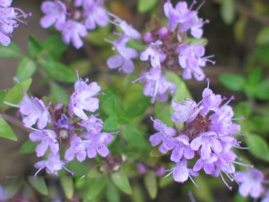 百里香(唇形科百里香属植物)
