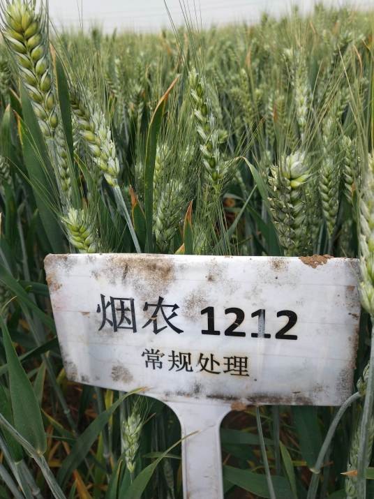 烟农1212