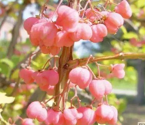 石枣子(血色卫矛)
