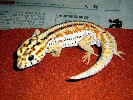 大蛙眼守宫