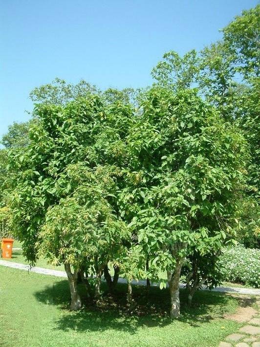依兰(番荔枝科依兰属植物)