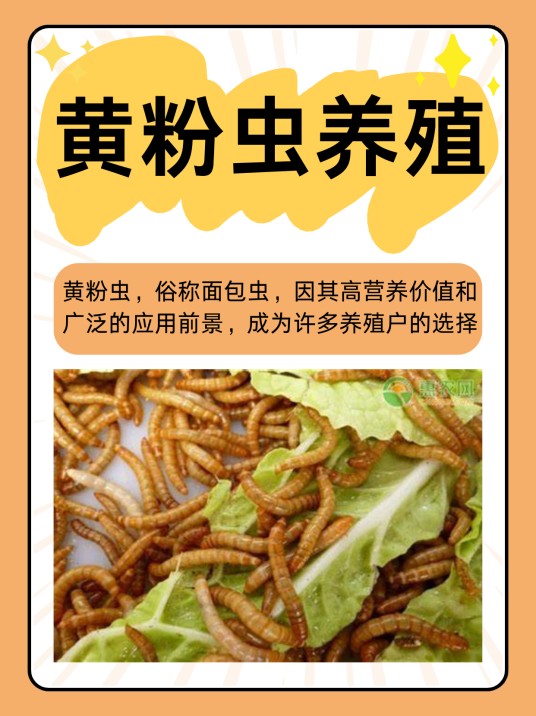 黄粉虫的饲养