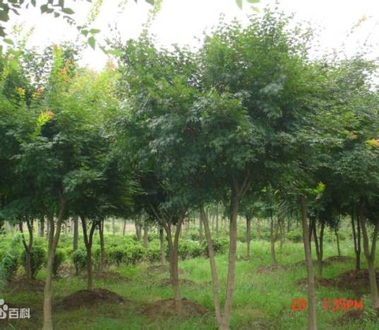 鸡爪槭(无患子科槭树属植物)