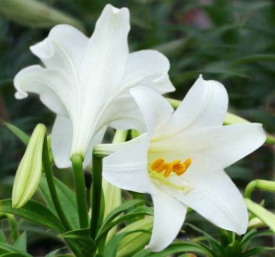 百合（百合科百合属植物）