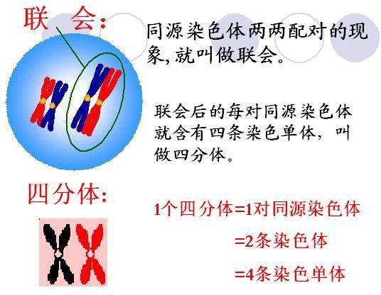 联会