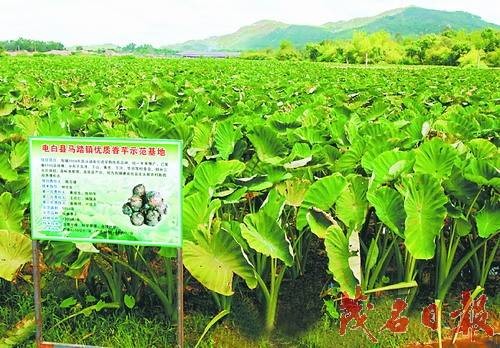 马踏镇（广东省茂名市电白区辖镇）
