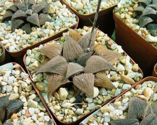 长毛狗（阿福花科瓦苇属多肉植物）