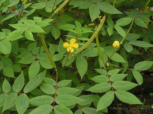 望江南（豆科决明属植物）