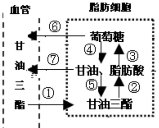 甘油三酯偏低