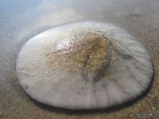 饼海胆