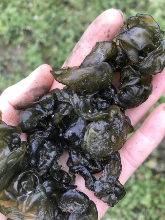 江西地皮菜