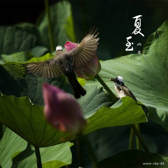 夏至（二十四节气之一）