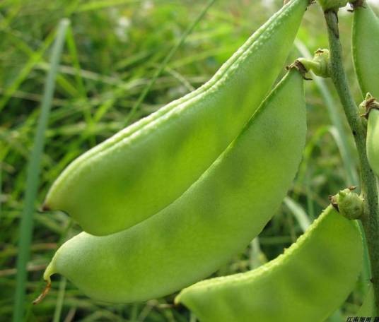 扁豆(豆科扁豆属植物)