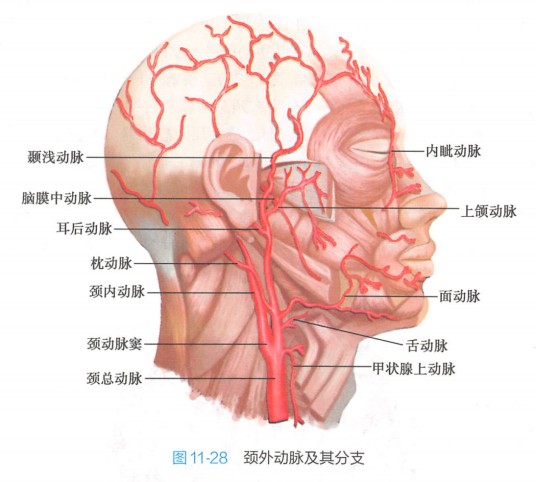 颞浅动脉