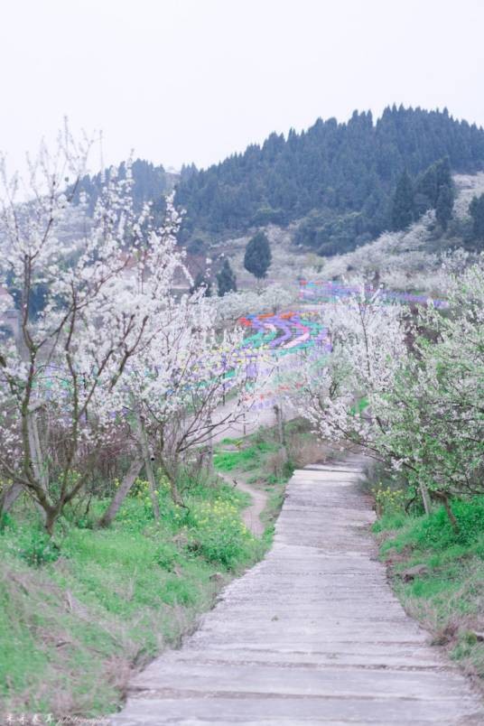 统景印盒李花生态旅游区