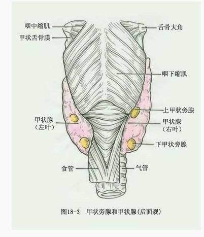 甲亢放射性碘治疗
