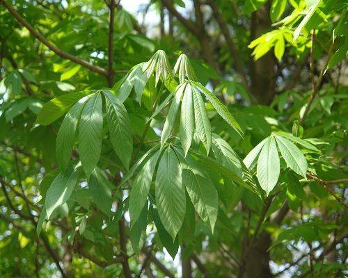 七叶树（无患子科七叶树属的一种植物）