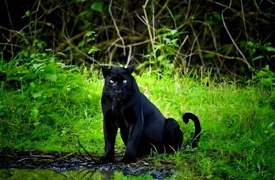 霸王猇
