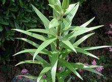 苦檀子（蝶形花亚科灰毛豆族崖豆藤属植物）