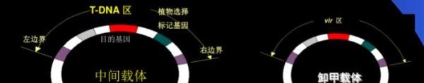 农杆菌载体——Ti质粒的基本知识