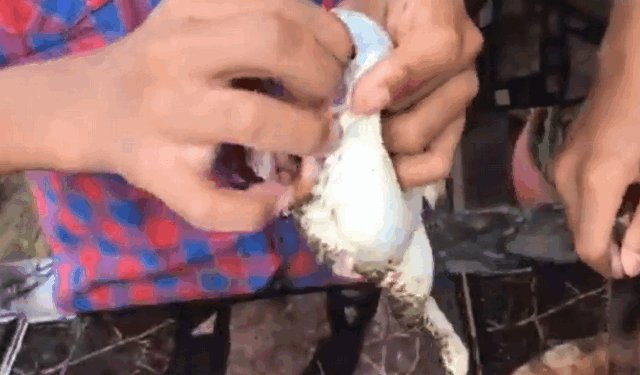 怎么杀青蛙？