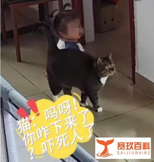 11个月婴儿独自爬出客厅，猫咪贴身守护