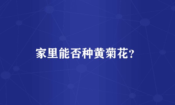 家里能否种黄菊花？
