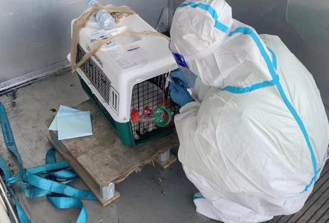 飞机托运宠物狗死亡,女明星追问泰航、东航,背后哪些疑点值得深思?