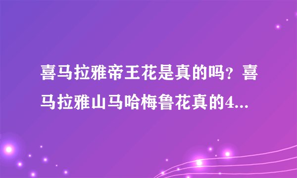 喜马拉雅帝王花是真的吗？喜马拉雅山马哈梅鲁花真的400年开一次的花？