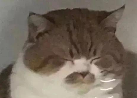 揭秘:号称零撸的“养猫赚钱”骗局套路