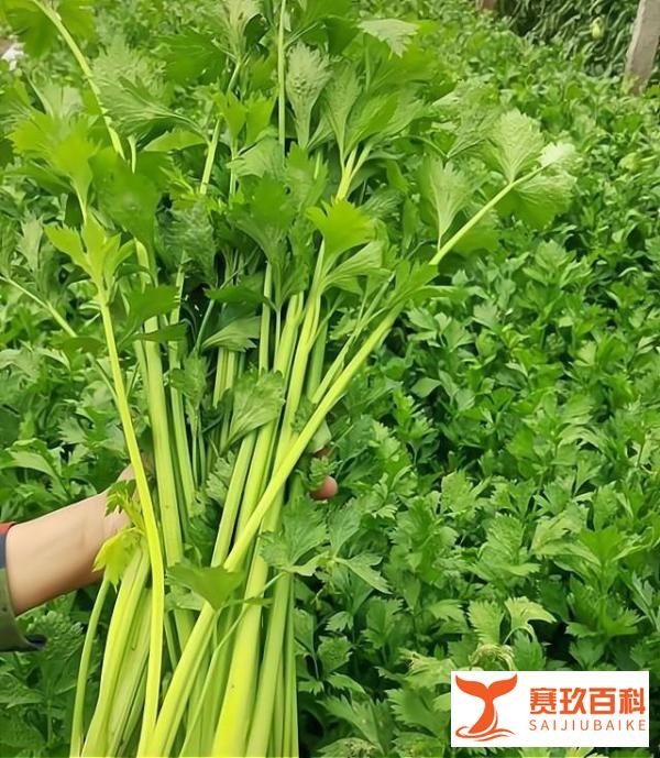 胡锡进：我说的不对之处，愿受批评
