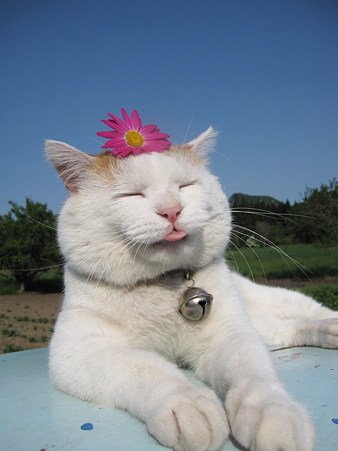大头猫神的走红事迹