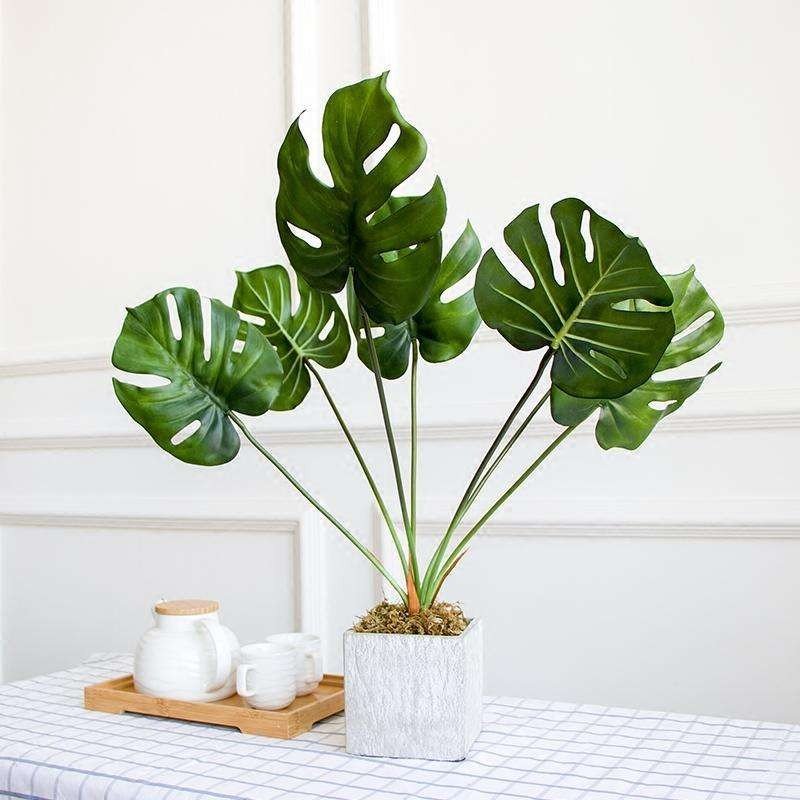 植物的植物学特性与生物学特性有什么区别