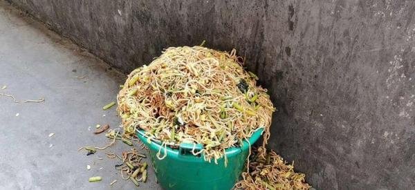 安徽阜阳一小学学生倒掉的营养餐“溢出垃圾桶”：珍惜粮食只是习惯的养成吗？?