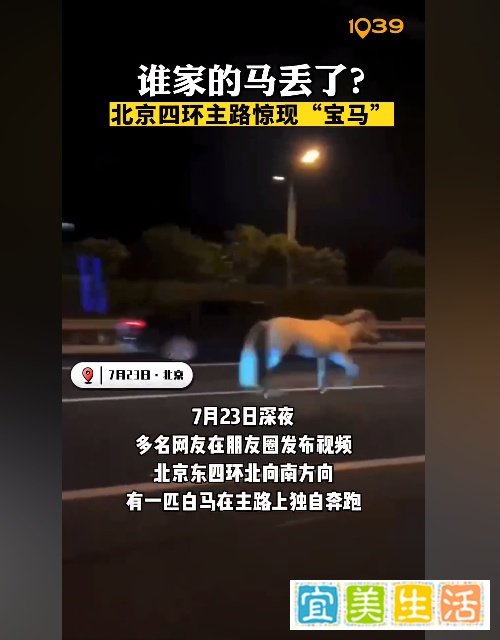 北京东四环出现马匹？交警回应来了