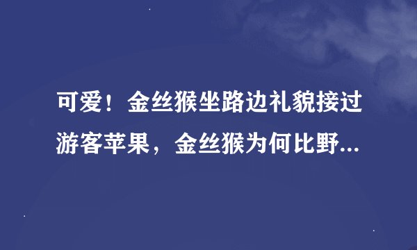可爱！金丝猴坐路边礼貌接过游客苹果，金丝猴为何比野猴子更温顺？