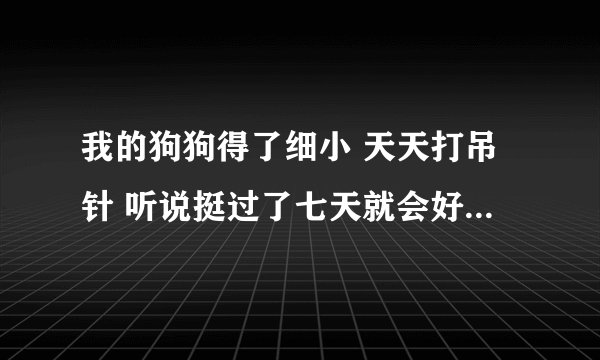 我的狗狗得了细小 天天打吊针 听说挺过了七天就会好 是真的嘛